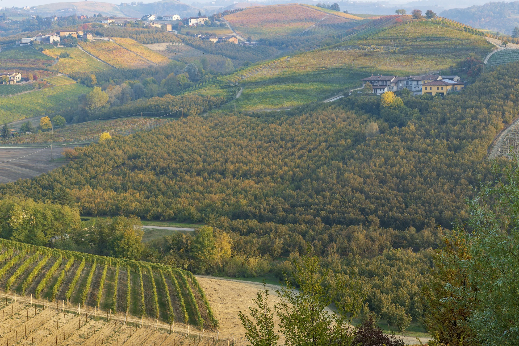Weinberge bei Barolo im Piemont